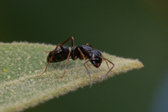 Camponotus fallax