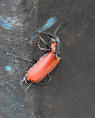 Anthocomus rufus