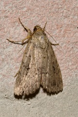 Amphipyra pyramidea