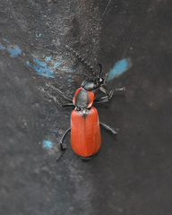 Anthocomus rufus