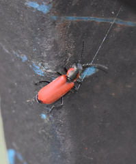 Anthocomus rufus