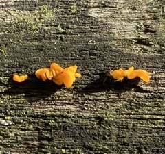 Tremella mesenterica
