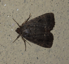 Amphipyra pyramidea