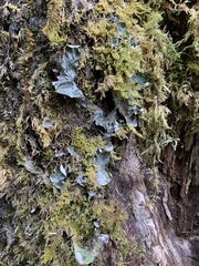Peltigera leucophlebia