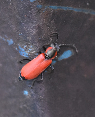 Anthocomus rufus