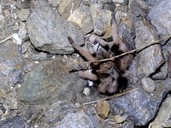 Aphonopelma iodius