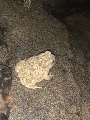 Anaxyrus californicus