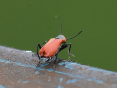 Anthocomus rufus