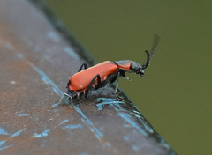 Anthocomus rufus