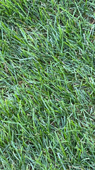 Stenotaphrum secundatum