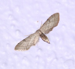 Euacidalia brownsvillea