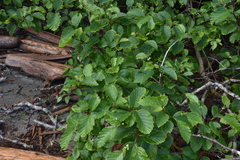 Alnus alnobetula