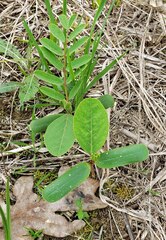 Sesbania vesicaria