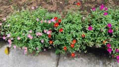 Portulaca umbraticola