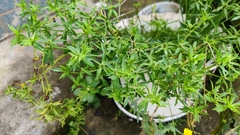 Apiales