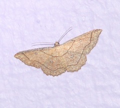 Cyclophora coecaria