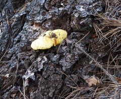 Buchwaldoboletus sphaerocephalus