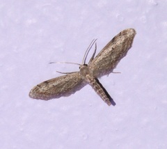 Euacidalia brownsvillea