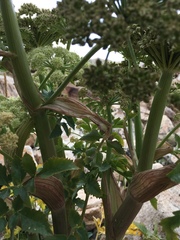 Angelica roseana