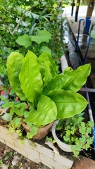 Scadoxus multiflorus