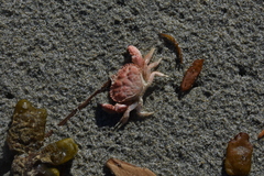 Glebocarcinus oregonensis