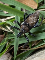 Apiomerus nigrolobus