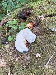 Ganoderma oregonense