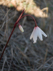 Acis autumnalis