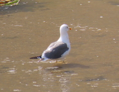 Larus fuscus