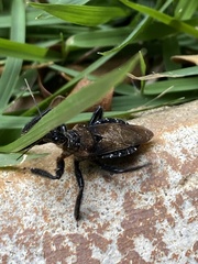 Apiomerus nigrolobus