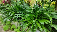 Hymenocallis speciosa