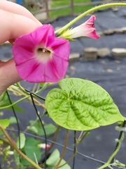 Ipomoea