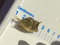 Acanthostracion quadricornis