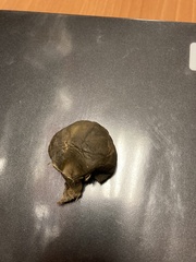 Boletinellus merulioides