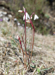 Acis autumnalis