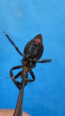 Apiomerus nigrolobus