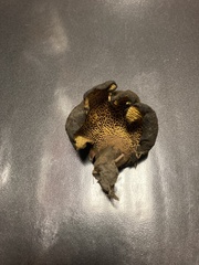 Boletinellus merulioides