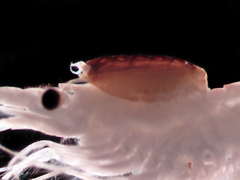 Heterophryxus appendiculatus