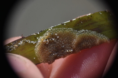 Membranipora membranacea