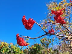 Sorbus americana