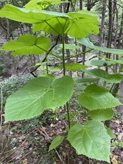 Paulownia tomentosa