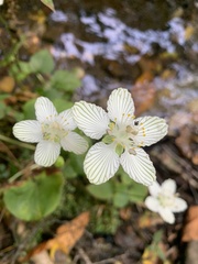 Parnassia asarifolia
