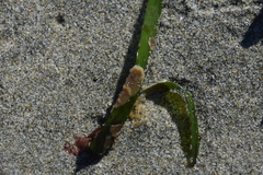 Membranipora membranacea