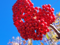 Sorbus americana
