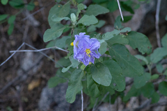 Solanum hindsianum