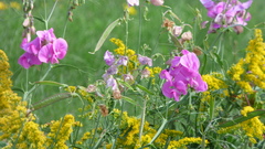 Lathyrus