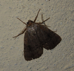 Amphipyra pyramidea