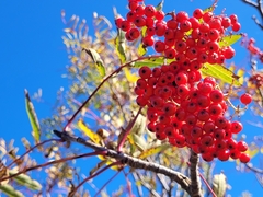 Sorbus americana