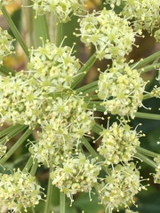 Angelica roseana