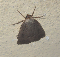 Amphipyra pyramidea